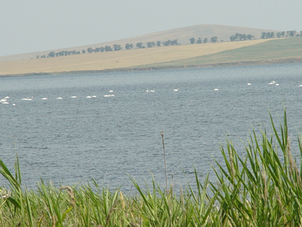 черное море близ Темрюка, лебеди